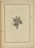 Title: b'not titled [grevillea la trobeana].' | Date: 1861 | Technique: b'woodengraving, printed in black ink, from one block'