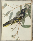 Artist: Lewin, J.W. | Title: Warty face honeysucker. | Date: 1803-1805 | Technique: etching, printed in black ink, from one copper plate; hand-coloured