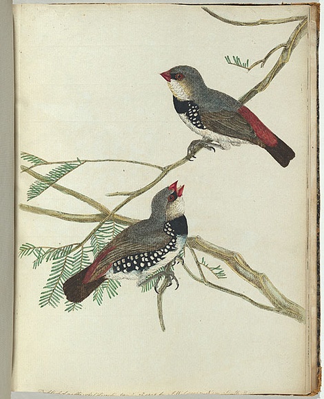 Artist: b'Lewin, J.W.' | Title: b'Spotted grossbeak.' | Date: January 1805 | Technique: b'etching, printed in black ink, from one copper plate; hand-coloured' Artist: b'Lewin, J.W.' | Title: b'Spotted grossbeak.' | Date: January 1805 | Technique: b'etching, printed in black ink, from one copper plate; hand-coloured'