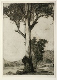 Artist: ROBERTSON, Bruce | Title: A monarch of the bush | Date: 1931 | Technique: etching, printed in black ink with plate-tone, from one plate