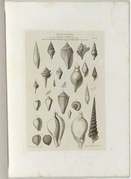 Title: b'Fossils of Victoria.' | Date: 1855-56 | Technique: b'engraving, printed in black ink, from one copper plate'