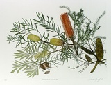 Artist: GRIFFITH, Pamela | Title: Heathland Banksia | Date: 1989 | Technique: hard ground, aquatint, burnishing, hand tinting | Copyright: © Pamela Griffith