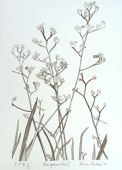 Artist: b'Pinkas, Anne.' | Title: b'Kangaroo paw II' | Date: 1988 | Technique: b'offset-lithograph, printed in dark green ink, from one stone'