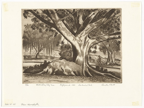 Artist: b'PLATT, Austin' | Title: b'Moreton Bay figtree, Centennial Park' | Date: 1980 | Technique: b'etching, printed in black ink, from one plate' Artist: b'PLATT, Austin' | Title: b'Moreton Bay figtree, Centennial Park' | Date: 1980 | Technique: b'etching, printed in black ink, from one plate'