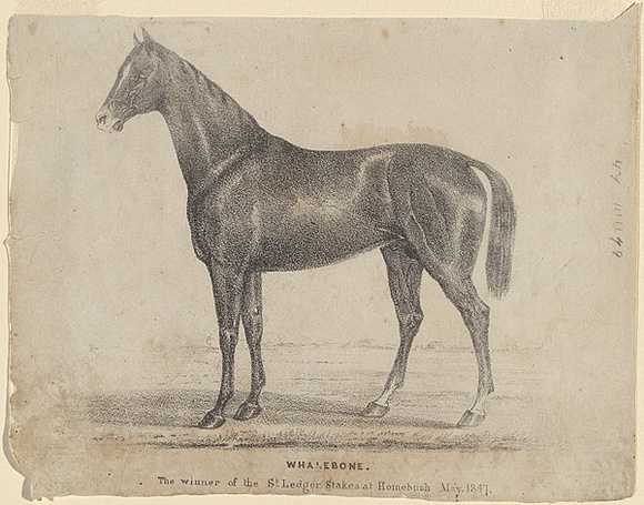 Artist: b'Winstanley, Edward W.' | Title: b'Whalebone. The winner of the St Leger Stakes at Homebush, May 1847.' | Date: 1847 | Technique: b'lithograph, printed in black ink, from one stone' Artist: b'Winstanley, Edward W.' | Title: b'Whalebone. The winner of the St Leger Stakes at Homebush, May 1847.' | Date: 1847 | Technique: b'lithograph, printed in black ink, from one stone'
