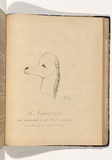 Artist: b'Nicholas, William.' | Title: b'A nondescript just discovered at the River Lachlan' | Date: 1847 | Technique: b'pen-lithograph, printed in black ink, from one plate'