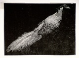 Artist: LINDSAY, Lionel | Title: Silver pheasant | Date: 1936 | Technique: wood-engraving, printed in black ink, from one block | Copyright: Courtesy of the National Library of Australia