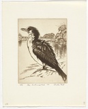 Artist: PLATT, Austin | Title: Shag, Centennial Park | Date: 1981 | Technique: etching, printed in black ink, from one plate