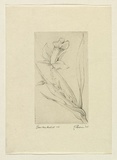 Artist: b'EWINS, Rod' | Title: b'Bamboo orchid.' | Date: 1964 | Technique: b'line-engraving, printed in black ink, from one copper plate'