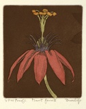 Artist: Dunlop, Brian. | Title: Plant form II | Date: 1989, 31 January | Technique: etching and aquatint, printed in sepia ink, from one plate; hand-coloured