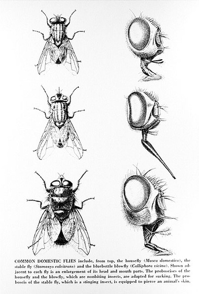 Artist: b'Gibbs, Denyse.' | Title: b'Common domestic flies 2 (black)' | Date: 1973 | Copyright: b'This work appears on screen courtesy of the artist and copyright holder' Artist: b'Gibbs, Denyse.' | Title: b'Common domestic flies 2 (black)' | Date: 1973 | Copyright: b'This work appears on screen courtesy of the artist and copyright holder'