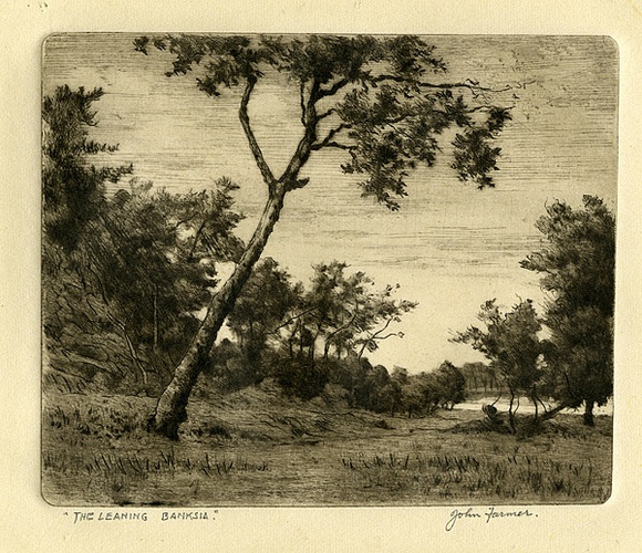 Artist: b'Farmer, John.' | Title: b'The leaning banksia.' | Date: c.1960 | Technique: b'etching, printed in black ink with plate-tone, from one plate' Artist: b'Farmer, John.' | Title: b'The leaning banksia.' | Date: c.1960 | Technique: b'etching, printed in black ink with plate-tone, from one plate'