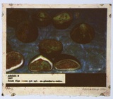 Artist: Mayo, Rebecca. | Title: Exhibit E | Date: 1997, April | Technique: photo-etching, printed in colour, from multiple plates