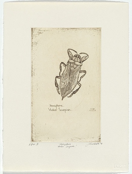 Artist: b'Lankester, Jo.' | Title: b'Hemiptera - water scorpion' | Date: 1995, December | Technique: b'etching, printed in black ink, from one plate' Artist: b'Lankester, Jo.' | Title: b'Hemiptera - water scorpion' | Date: 1995, December | Technique: b'etching, printed in black ink, from one plate'