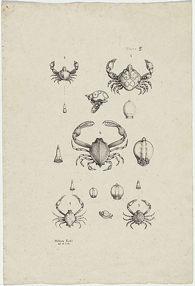 Artist: b'Scott, Helena.' | Title: b'(Australian crabs).' | Date: c.1870 | Technique: b'lithograph, printed in black ink, from one stone' Artist: b'Scott, Helena.' | Title: b'(Australian crabs).' | Date: c.1870 | Technique: b'lithograph, printed in black ink, from one stone'