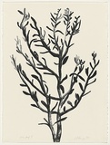 Artist: L'Estrange, Sally. | Title: (Olive tree) | Date: 1985 | Technique: lithograph, printed in black ink, from one stone