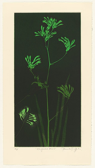 Artist: b'GRIFFITH, Pamela' | Title: b'Kangaroo Paws' | Date: 1987 | Technique: b'hardground-etching and aquatint, printed in colour, from two zinc plates' | Copyright: b'\xc2\xa9 Pamela Griffith' Artist: b'GRIFFITH, Pamela' | Title: b'Kangaroo Paws' | Date: 1987 | Technique: b'hardground-etching and aquatint, printed in colour, from two zinc plates' | Copyright: b'\xc2\xa9 Pamela Griffith'