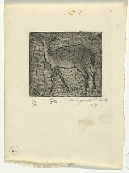Artist: b'Cilento, Margaret.' | Title: b'Doe.' | Date: 1953 | Technique: b'aquatint, printed in black ink, from one plate' Artist: b'Cilento, Margaret.' | Title: b'Doe.' | Date: 1953 | Technique: b'aquatint, printed in black ink, from one plate'