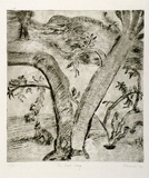 Artist: b'Shearer, Mitzi.' | Title: b'The lost dog' | Date: 1978 | Technique: b'etching, printed in black ink with plate-tone, from one plate'
