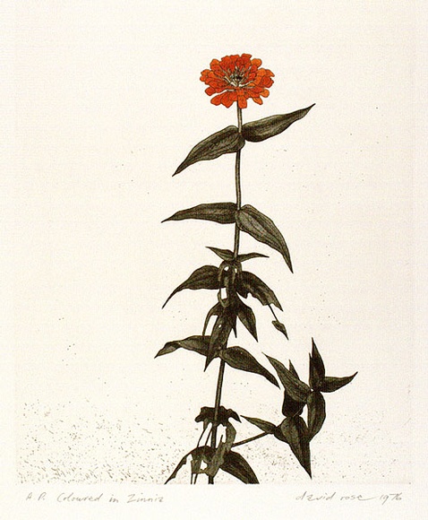 Artist: b'Rose, David.' | Title: b'Coloured in Zinnia' | Date: 1976 | Technique: b'etching, printed in blac ink, from one plate; watercolour' Artist: b'Rose, David.' | Title: b'Coloured in Zinnia' | Date: 1976 | Technique: b'etching, printed in blac ink, from one plate; watercolour'
