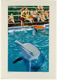 Artist: b'Robinson, Sally.' | Title: b'Dolphins' | Date: 1975 | Technique: b'photo-screenprint and screenprint, printed in colour, from multiple stencils' | Copyright: b'Represented by Robin Gibson, Sydney, AGOG in Canberra & Editions Gallery, Melbourne'