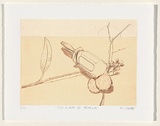 Artist: Cooke, Warren. | Title: S.K. rude IV adolla | Date: 1999 | Technique: etching, printed in sepia ink, from one plate