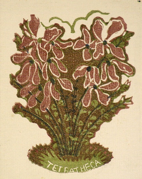 Artist: b'OGILVIE, Helen' | Title: b'Greeting card: Tetratheca' | Technique: b'linocut, printed in colour, from multiple blocks' Artist: b'OGILVIE, Helen' | Title: b'Greeting card: Tetratheca' | Technique: b'linocut, printed in colour, from multiple blocks'