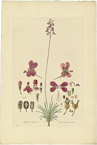 Artist: b'Bauer, Ferdinand.' | Title: b'Stylidium violaceum.' | Date: 1806-13 | Technique: b'engraving, printed in colour, from one plate; hand-coloured; letterpress' Artist: b'Bauer, Ferdinand.' | Title: b'Stylidium violaceum.' | Date: 1806-13 | Technique: b'engraving, printed in colour, from one plate; hand-coloured; letterpress'