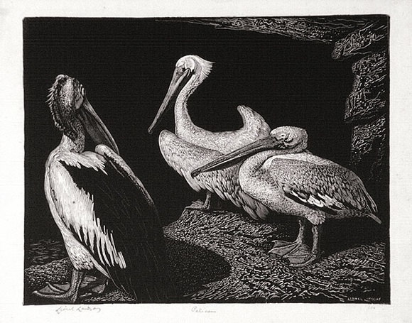 Artist: b'LINDSAY, Lionel' | Title: b'Pelicans' | Date: 1938 | Technique: b'wood-engraving, printed in black ink, from one block' | Copyright: b'Courtesy of the National Library of Australia' Artist: b'LINDSAY, Lionel' | Title: b'Pelicans' | Date: 1938 | Technique: b'wood-engraving, printed in black ink, from one block' | Copyright: b'Courtesy of the National Library of Australia'