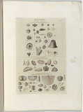 Title: Fossils of Victoria. | Date: 1855-56 | Technique: engraving, printed in black ink, from one copper plate