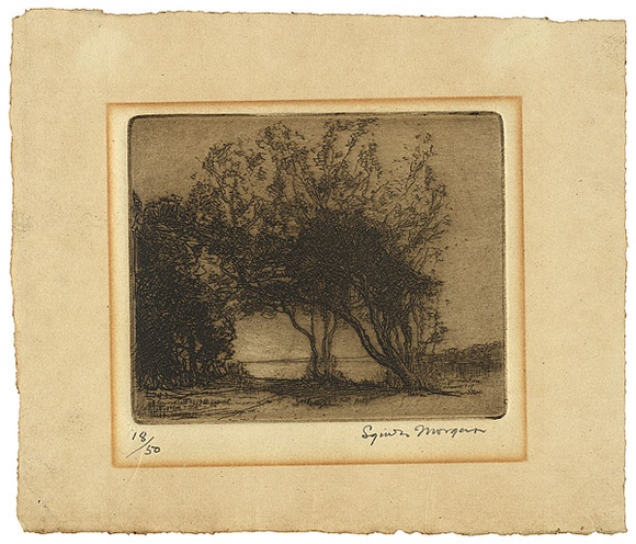 Artist: b'Morgan, Squire.' | Title: b'(Ti trees)' | Date: 1922 | Technique: b'etching, printed in brown ink with plate-tone, from one plate' Artist: b'Morgan, Squire.' | Title: b'(Ti trees)' | Date: 1922 | Technique: b'etching, printed in brown ink with plate-tone, from one plate'