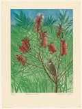 Artist: GRIFFITH, Pamela | Title: Bottle Brush and Bulbul | Date: 1983 | Technique: hard ground, aquatint, soft ground, spray resist on two zinc | Copyright: © Pamela Griffith