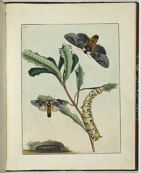 Artist: b'Lewin, J.W.' | Title: b'Bombyx banksiae.' | Date: 24 October 1803 | Technique: b'etching, printed in black ink, from one copper plate; hand-coloured; letterpress text' Artist: b'Lewin, J.W.' | Title: b'Bombyx banksiae.' | Date: 24 October 1803 | Technique: b'etching, printed in black ink, from one copper plate; hand-coloured; letterpress text'