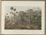 Artist: von Guérard, Eugene | Title: Cabbage tree forest, American Creek, New South Wales | Date: (1866 - 68) | Technique: lithograph, printed in colour, from multiple stones [or plates]