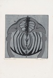 Artist: MEYER, Bill | Title: Pink pelvis (grey). | Date: 1968 | Technique: linocut, printed in three colours, from reduction block process | Copyright: © Bill Meyer