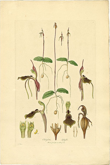 Artist: b'Bauer, Ferdinand.' | Title: b'Chiloglottis diphylla.' | Date: 1806-13 | Technique: b'engraving, printed in colour, from one plate; hand-coloured; letterpress' Artist: b'Bauer, Ferdinand.' | Title: b'Chiloglottis diphylla.' | Date: 1806-13 | Technique: b'engraving, printed in colour, from one plate; hand-coloured; letterpress'