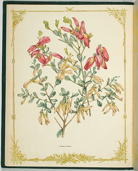 Artist: b'De Mole, Fanny.' | Title: b'Templetonia.' | Date: 1861 | Technique: b'lithograph, printed in black ink, from one stone; hand-coloured'