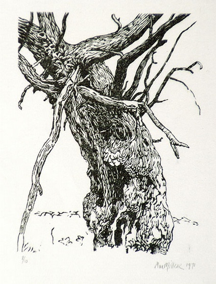 Artist: b'Miller, Max.' | Title: b'Tree, branches' | Date: 1971 | Technique: b'wood-engraving, printed in black ink, from one block' Artist: b'Miller, Max.' | Title: b'Tree, branches' | Date: 1971 | Technique: b'wood-engraving, printed in black ink, from one block'