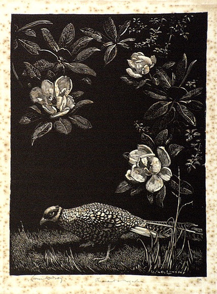Artist: b'LINDSAY, Lionel' | Title: b'Pheasant and Magnolia' | Date: 1925 | Technique: b'wood-engraving, printed in black ink, from one block' | Copyright: b'Courtesy of the National Library of Australia'