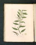 Title: Mimosa myrtifolia [Myrtle-leaved mimosa]. | Date: 1793 | Technique: engraving, printed in black ink, from one copper plate; hand-coloured