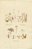 Artist: Bauer, Ferdinand. | Title: Levenhookia pusilla. | Date: 1806-13 | Technique: engraving, printed in colour, from one plate; hand-coloured; letterpress