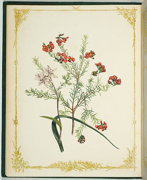 Artist: b'De Mole, Fanny.' | Title: b'Ericifolia and umbellata.' | Date: 1861 | Technique: b'lithograph, printed in black ink, from one stone; hand-coloured' Artist: b'De Mole, Fanny.' | Title: b'Ericifolia and umbellata.' | Date: 1861 | Technique: b'lithograph, printed in black ink, from one stone; hand-coloured'