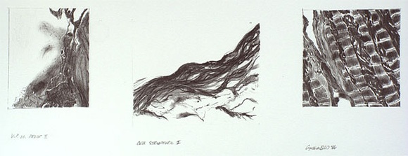 Artist: b'Bird, Cynthia.' | Title: b'Cell structure I' | Date: 1986 | Technique: b'lithograph printed in black ink from one stone'