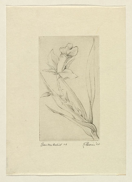 Artist: b'EWINS, Rod' | Title: b'Bamboo orchid.' | Date: 1964 | Technique: b'line-engraving, printed in black ink, from one copper plate' Artist: b'EWINS, Rod' | Title: b'Bamboo orchid.' | Date: 1964 | Technique: b'line-engraving, printed in black ink, from one copper plate'