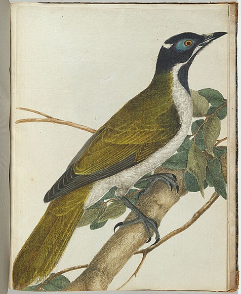 Artist: b'Lewin, J.W.' | Title: b'Blue face honeysucker.' | Date: 27 February 1805 | Technique: b'etching, printed in black ink, from one copper plate; hand-coloured' Artist: b'Lewin, J.W.' | Title: b'Blue face honeysucker.' | Date: 27 February 1805 | Technique: b'etching, printed in black ink, from one copper plate; hand-coloured'