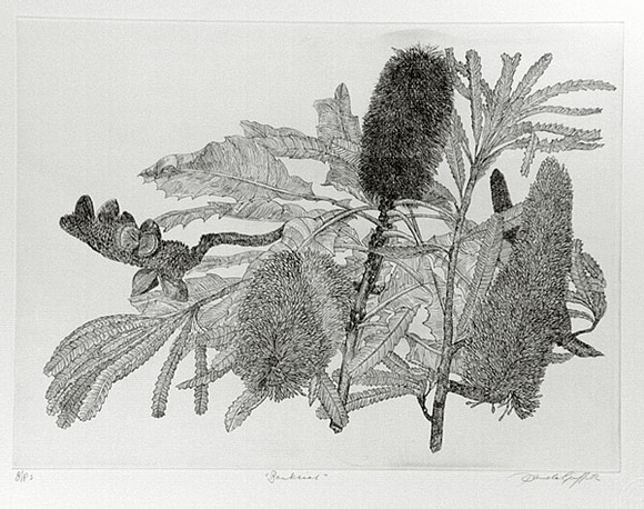 Artist: b'GRIFFITH, Pamela' | Title: b'Banksias' | Date: 1989 | Technique: b'hard ground, on one copper plate' | Copyright: b'\xc2\xa9 Pamela Griffith' Artist: b'GRIFFITH, Pamela' | Title: b'Banksias' | Date: 1989 | Technique: b'hard ground, on one copper plate' | Copyright: b'\xc2\xa9 Pamela Griffith'