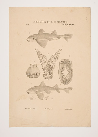 Artist: b'Schoenfeld, Frederick.' | Title: b'Memoirs of the museum, zoology of Victoria (Fishes)' | Technique: b'lithograph, printed in black ink, from one stone' Artist: b'Schoenfeld, Frederick.' | Title: b'Memoirs of the museum, zoology of Victoria (Fishes)' | Technique: b'lithograph, printed in black ink, from one stone'