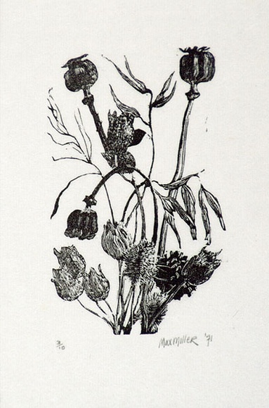 Artist: b'Miller, Max.' | Title: b'Flowers (tulips), seed boxes (poppies) grasses' | Date: 1971 | Technique: b'wood-engraving, printed in black ink, from one block' Artist: b'Miller, Max.' | Title: b'Flowers (tulips), seed boxes (poppies) grasses' | Date: 1971 | Technique: b'wood-engraving, printed in black ink, from one block'