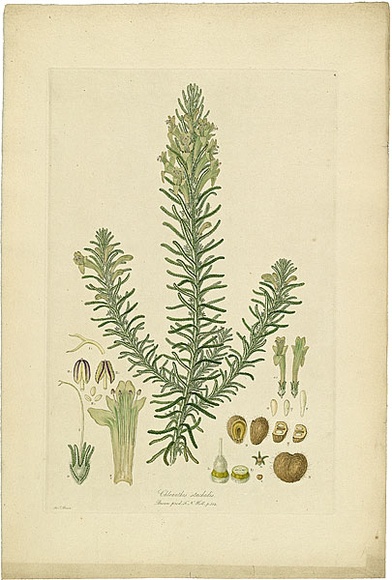 Artist: b'Bauer, Ferdinand.' | Title: b'Chloanthes stoechadis.' | Date: 1806-13 | Technique: b'engraving, printed in colour, from one plate; hand-coloured; letterpress' Artist: b'Bauer, Ferdinand.' | Title: b'Chloanthes stoechadis.' | Date: 1806-13 | Technique: b'engraving, printed in colour, from one plate; hand-coloured; letterpress'