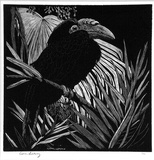 Artist: b'LINDSAY, Lionel' | Title: b'Hornbill' | Date: 1931 | Technique: b'wood-engraving, printed in black ink, from one block' | Copyright: b'Courtesy of the National Library of Australia'